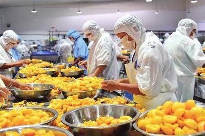 湖北秭归 黄桃深加工激活产业新动能，铺就富民增收路